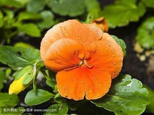 铢积锱累