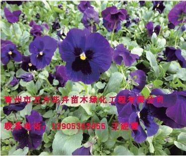 心碎了说说17句