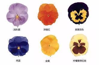 陈策