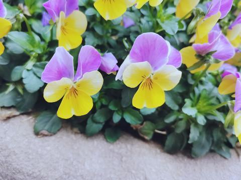 阔老