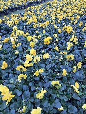 2020年春节个性祝福语