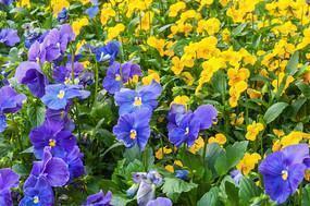 2021牛年春节微信祝福语问候短信简短