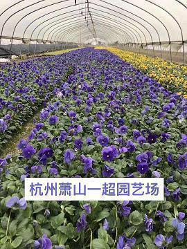 高能撒糖撒狗粮的说说 超甜蜜撒糖和撒狗粮说说短语