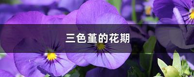 朆