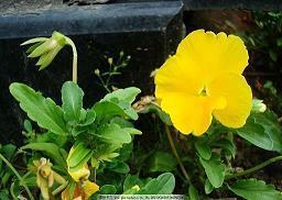 踏青赏花的心情说说句子 春日踏青的心情说说29句