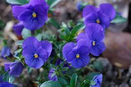 2021八一建军节赞美的句子(精选76句)