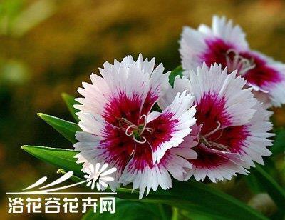怡然自若