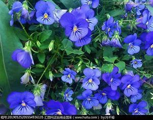 2021最新生日微信怎样写最火祝福语