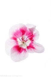 香花