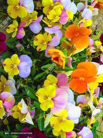 给爱人的新年祝福语