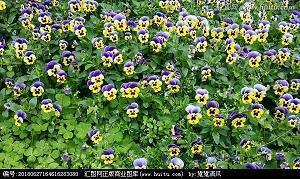 比比皆然
