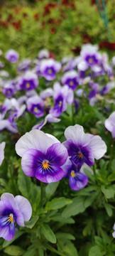 2021年520网络情人节说说经典语录64句