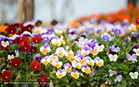 2021春分经典祝福文案