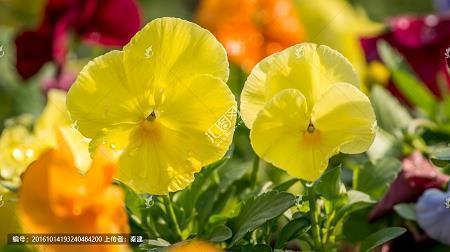 横眉冷对千夫指，俯首甘为孺子牛