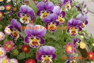 女朋友生日发朋友圈的说说(精选30句)