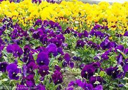 老婆生日祝福语短信