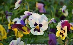 2021端午节短信句子文案精选75句