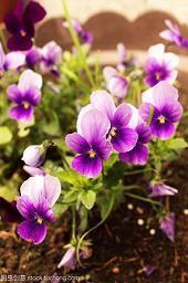 2021元宵节吃汤圆的温馨祝福短信