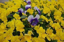 关于描写老师动作的句子40句