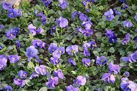 屿