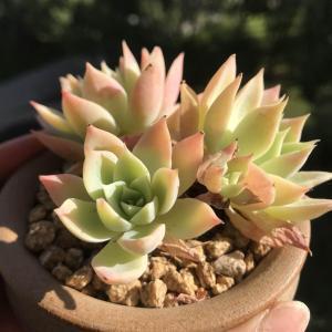 麻钱