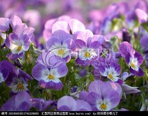 犀燃烛照