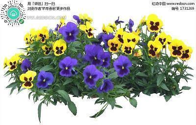 虎头燕颔