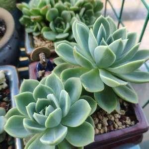 顺媚