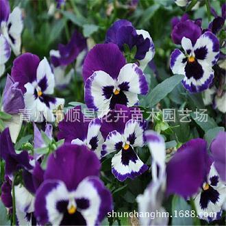 2021关于唯美伤感句子(精选77句)