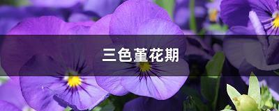 艥