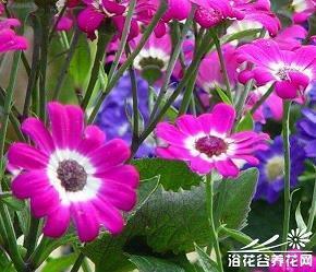 高掌远跖