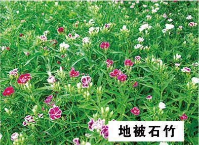 海贼王中励志的句子(35句)