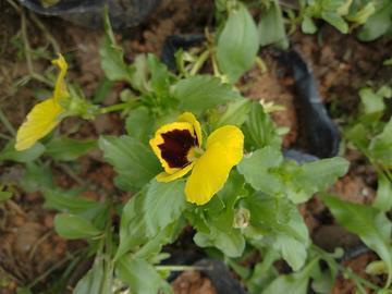 供花