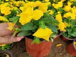 油干灯草尽