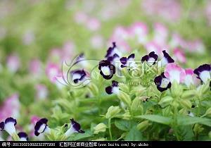 椿