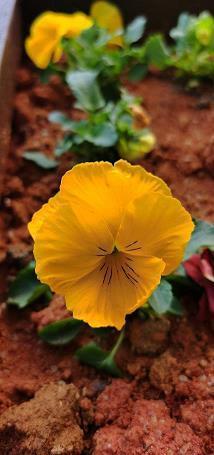皮花