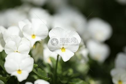 鷸