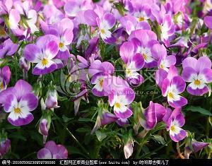 蕪