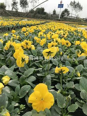 关于欢度元旦暖心有内涵的句子(精选71句)