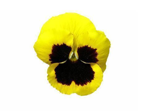 绝裙而去