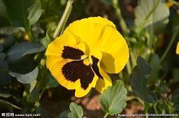 2021年中秋节心情唯美祝福说说文案大全(精选93条)