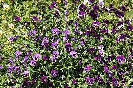 长辈生日祝福语简短的话 长辈60岁生日祝福语