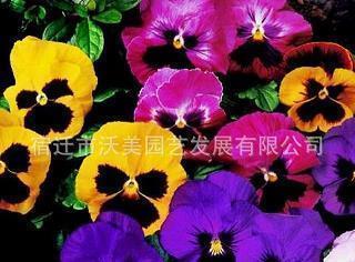 擮