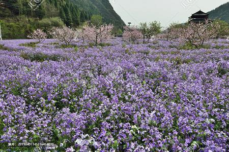 题跋