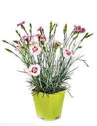 给客户的虎年春节短信祝福语(精选72条)