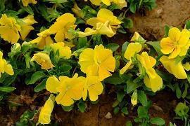 三月你好微信温暖句子 适合三月发圈的文案