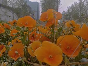 甘败下风
