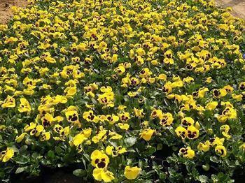 后悔喜欢你的句子