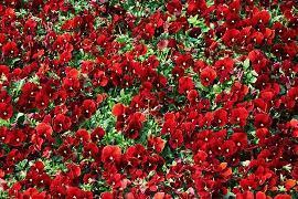 问候小学老师的短信