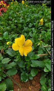 2021端午节温馨美满祝福寄语精选76句